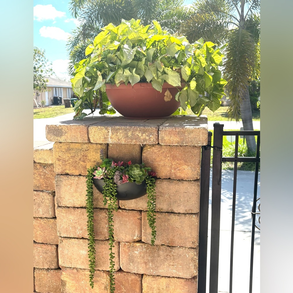 Succulent Arrangement in Black ceramic Bowl for wall